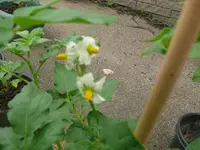 k-Kartoffelblüte.JPG