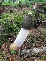 stinkmorchel_600x800.webp