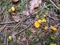 pfifferlinge_1067x800.webp