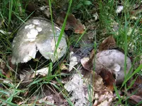 täublinge_1067x800.webp