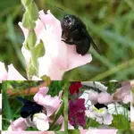 Holzbiene.webp