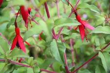 Scharlachfuchsie 2.webp