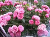Leonardo aus dem Fenster1.webp