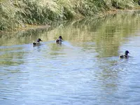 Enten.webp