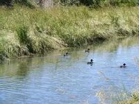 Enten2.webp