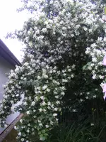 Bauernjasmin.webp