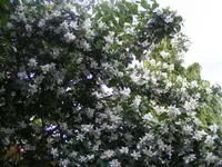 Bauernjasmin2.webp