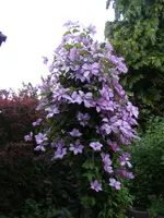 Clematis.webp