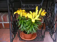 Gelbe Lilie.webp