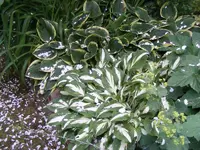 Hostas.webp