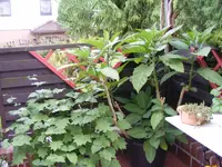 Trompete und Wachsglocke.webp