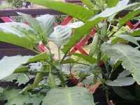 Trompetenknospen.webp