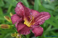 Olive Bailey Langdon.webp