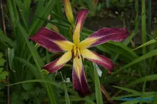 Waiting in the Wings.webp