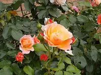 DSCN0526.webp