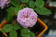 Princess of Wales.webp