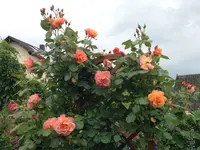 Westerland (2).webp