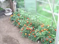 Paprika.jpg