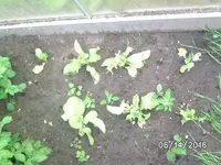 Salat.webp Salat.webp