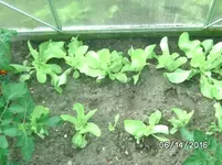 Salat (2).webp