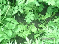 Pflücksalat.webp
