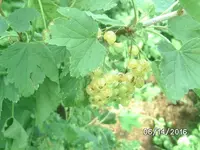 Johannisbeeren.JPG