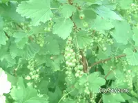 Johannisbeeren (2).JPG