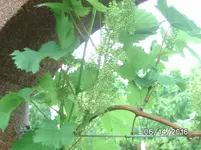 Wein.jpg