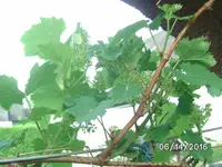 Wein (2).JPG