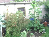 Sonnenblumen.webp