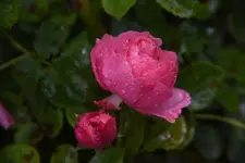Leonardo da Vinci_mit Regentropfen.webp