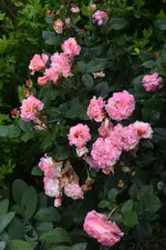 Augusta Luise_Regen.webp