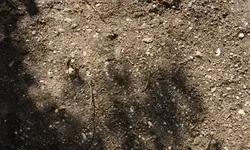 garten_0018.webp