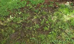 garten_0019.jpg
