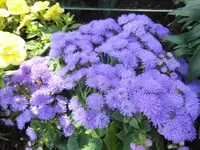 Bilda3042.webp