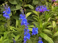 DSCN6401.webp
