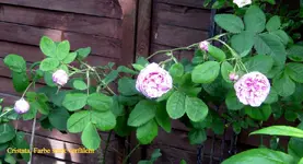 IMG_6378.webp