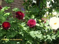 IMG_6383.webp