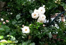 IMG_6386.webp