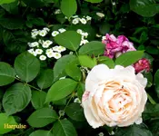 IMG_6390.webp