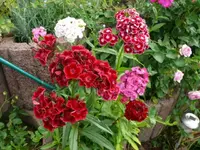 Bartnelke.webp