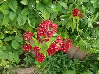 k-P1110332.webp