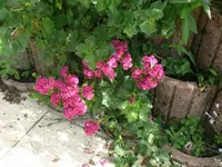 k-P1110333.webp