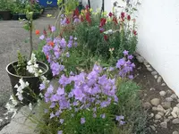 Hausbeet (2).webp