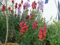 Hausbeet Löwenmäulchen.webp