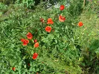 k-Mohn.JPG