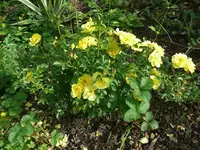 k-Rosen (1).webp