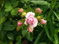 k-Rosen (4).webp