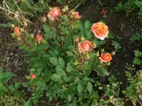 k-Rosen (7).webp