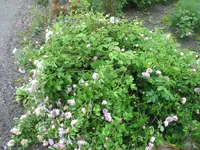006.webp